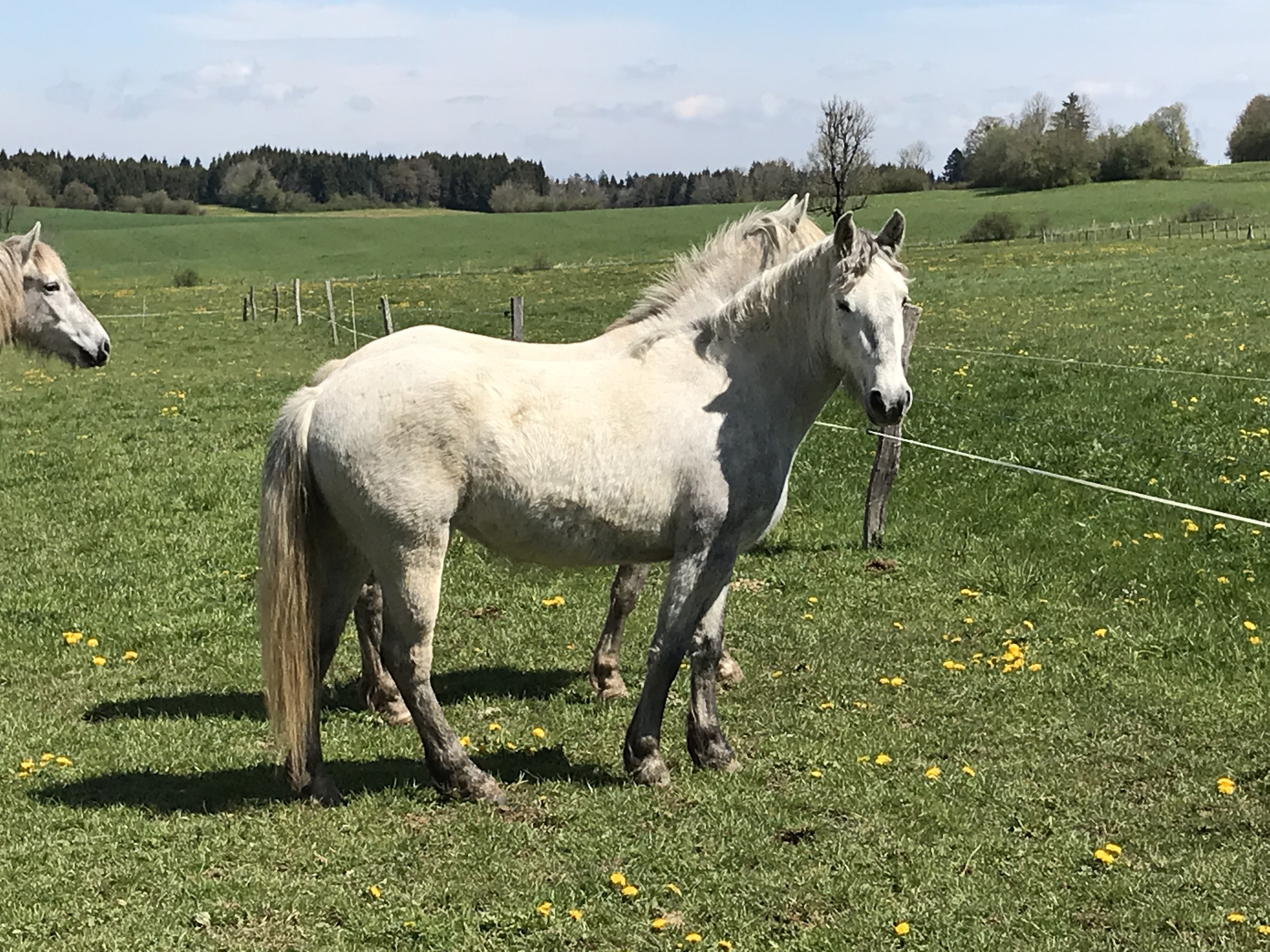 GRUIPIE DES FIOLES